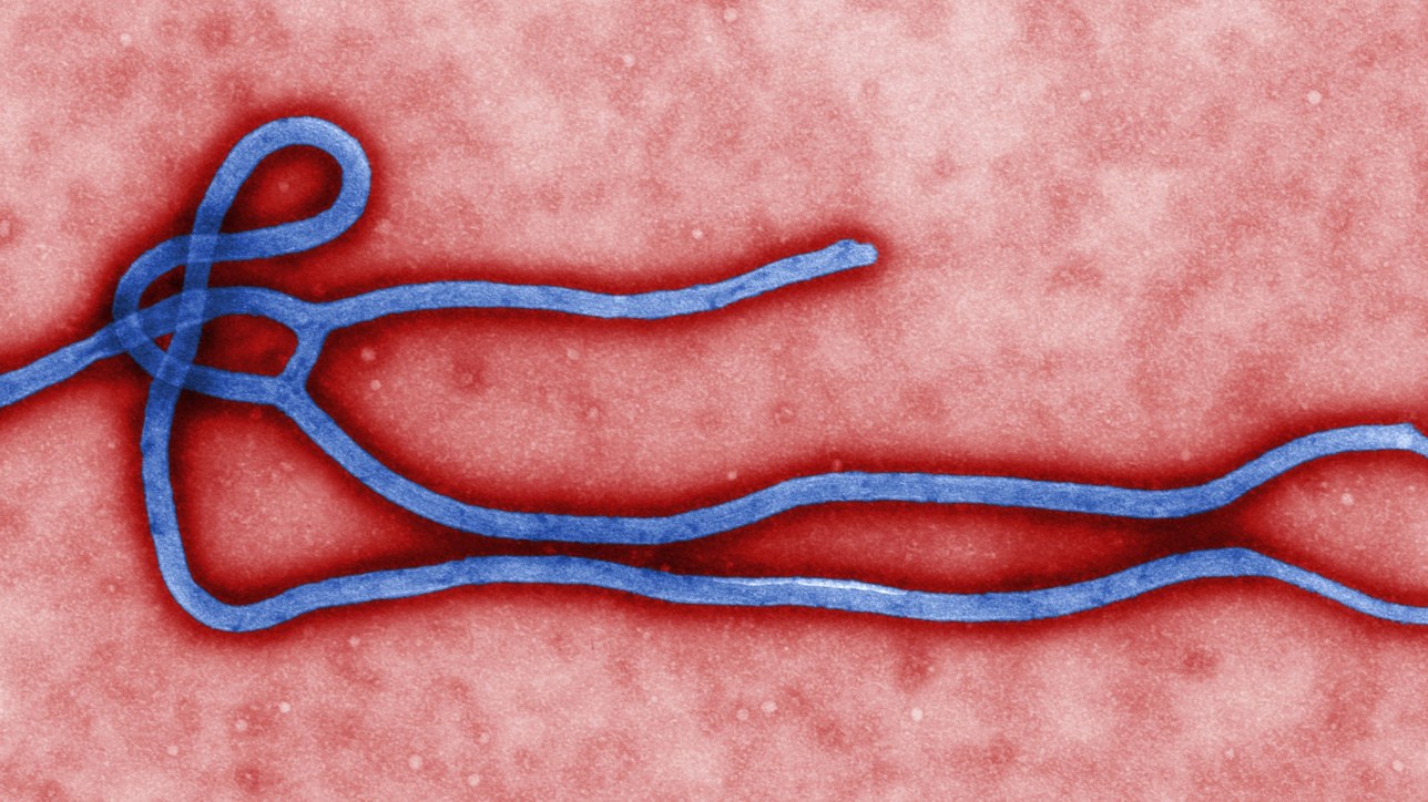 A colourised electron micrograph of a single Ebola virion, its blue filament looped against a red field. CDC Public Health Image Library, public domain.